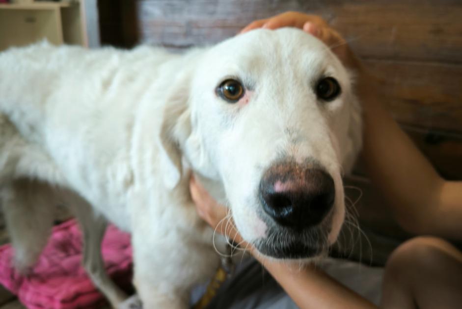 Fundmeldung Hund Weiblich , 5 Jahre Carbuccia Frankreich