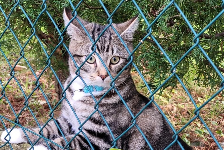 Disappearance alert Cat  Male , 1 years Saint-Germain-sur-Morin France