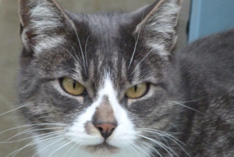 Alerta de Desaparición Gato Macho , 10 años Brem-sur-Mer Francia