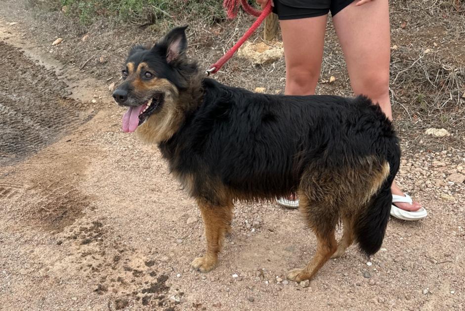 Avviso Ritrovamento Cane Femmina Bonifacio Francia