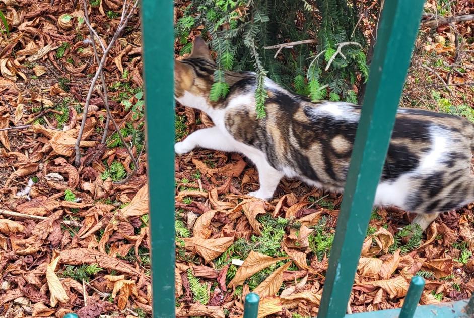 Avviso Ritrovamento Gatto incrocio di razze Non conosciuta , 1 anno Paris Francia