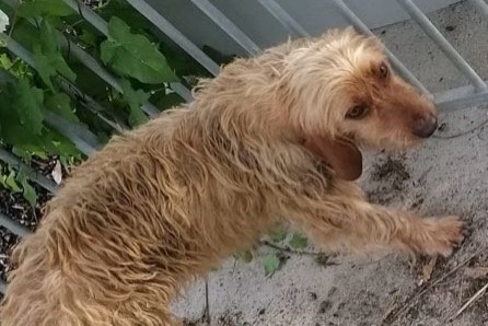 Ontdekkingsalarm Hond  Vrouwtje Saint-Sauveur-Villages Frankrijk