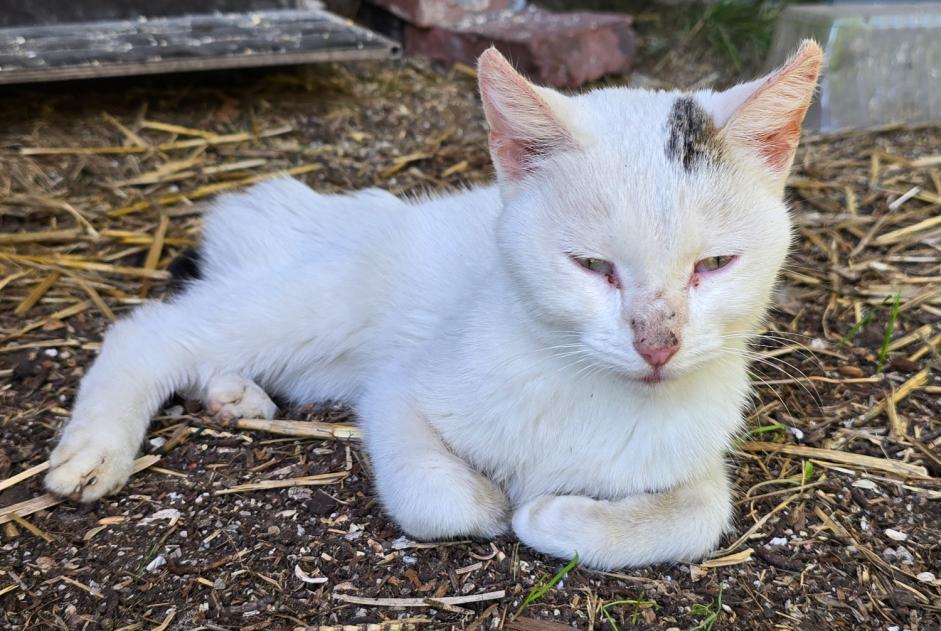 Ontdekkingsalarm Kat rassenvermenging Vrouwtje , Tussen 9 en 12 maanden Carcen-Ponson Frankrijk